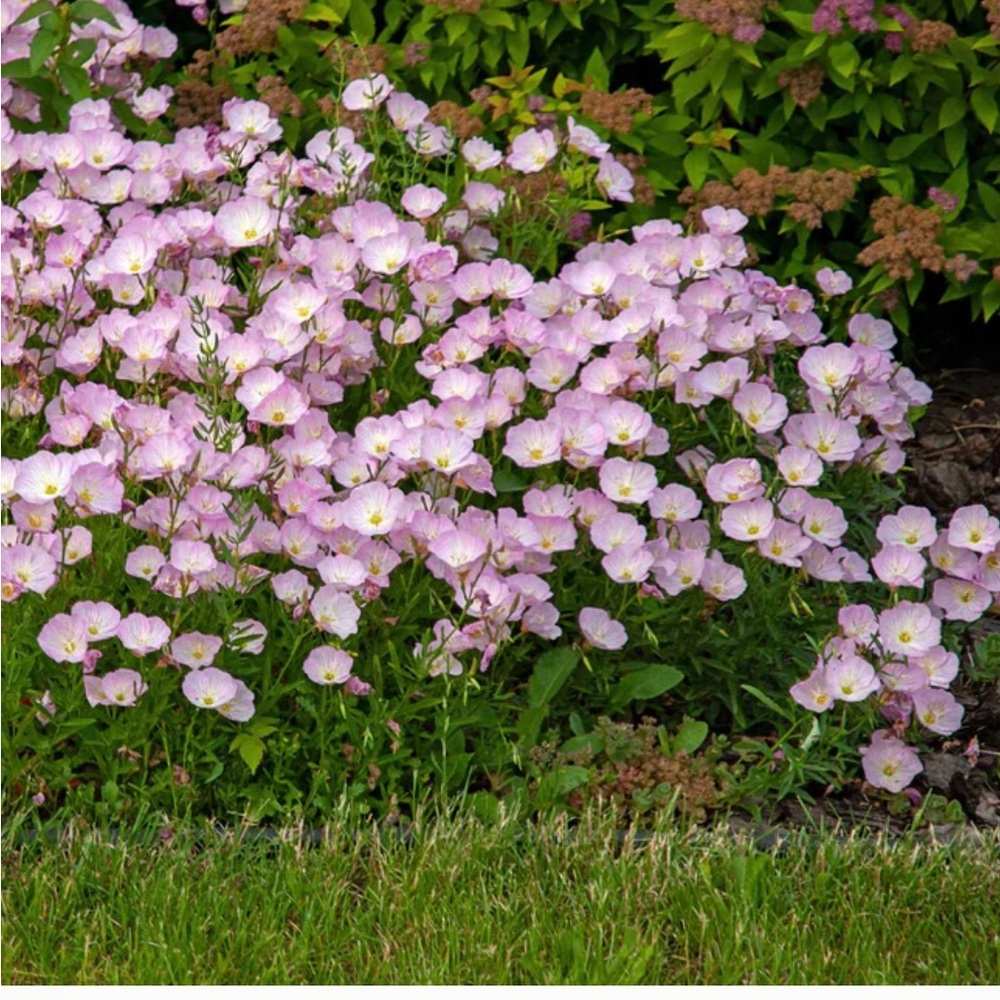 PINK EVENING PRIMROSE 🌸  40 plants $20 - Picture 5 of 5